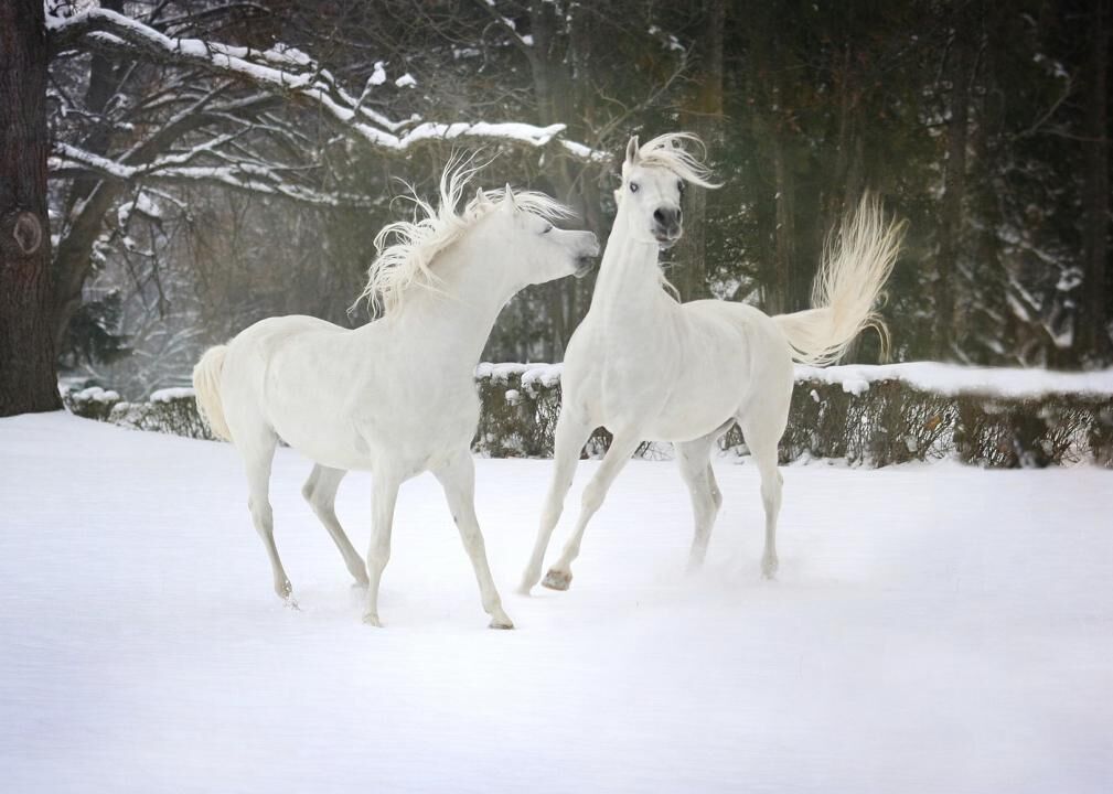 White horses